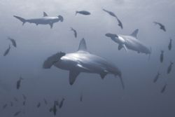 Hammerhead Sharks, Cocos Islands. Taken in November 05 wi... by Len Deeley 